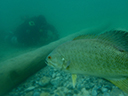 A cranky male largemouth bass tries to chase a diver from its nest.