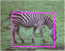 an image of a zebra